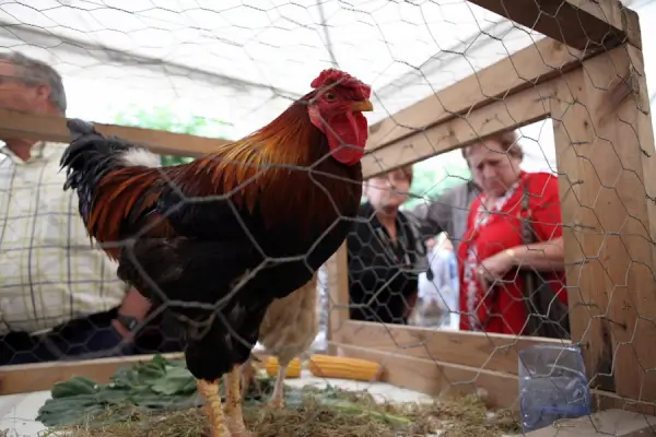 Un gallo Piñeiro de plumaje vistoso y cresta roja, posado orgulloso en un corral durante la exposición en O Pino.